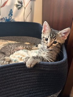 adoptable Cat in Columbia, SC named Surrey