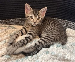 adoptable Cat in Columbia, SC named Soho