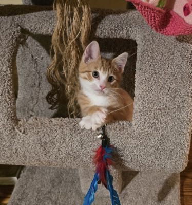 adoptable Cat in Columbia, SC named Casper