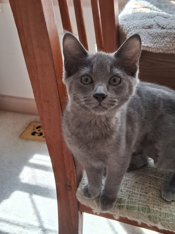 Chloe