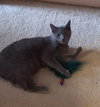 Chloe