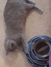 Chloe