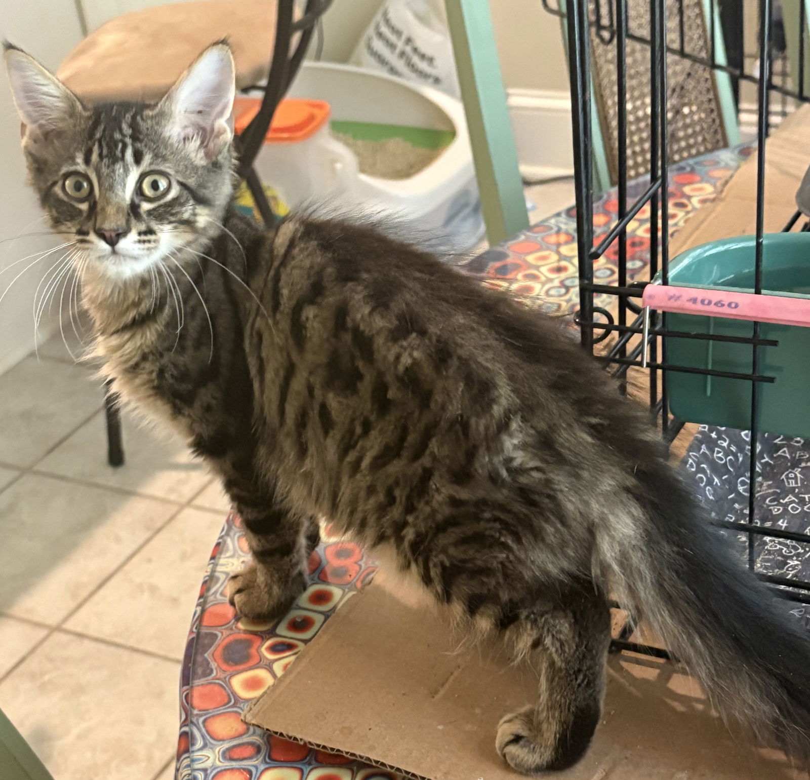 adoptable Cat in Columbia, SC named Durham