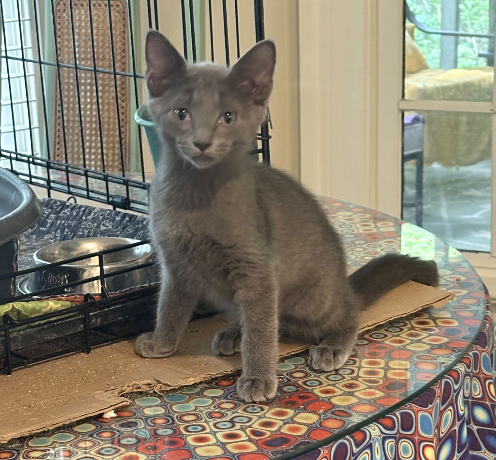 adoptable Cat in Columbia, SC named Flint