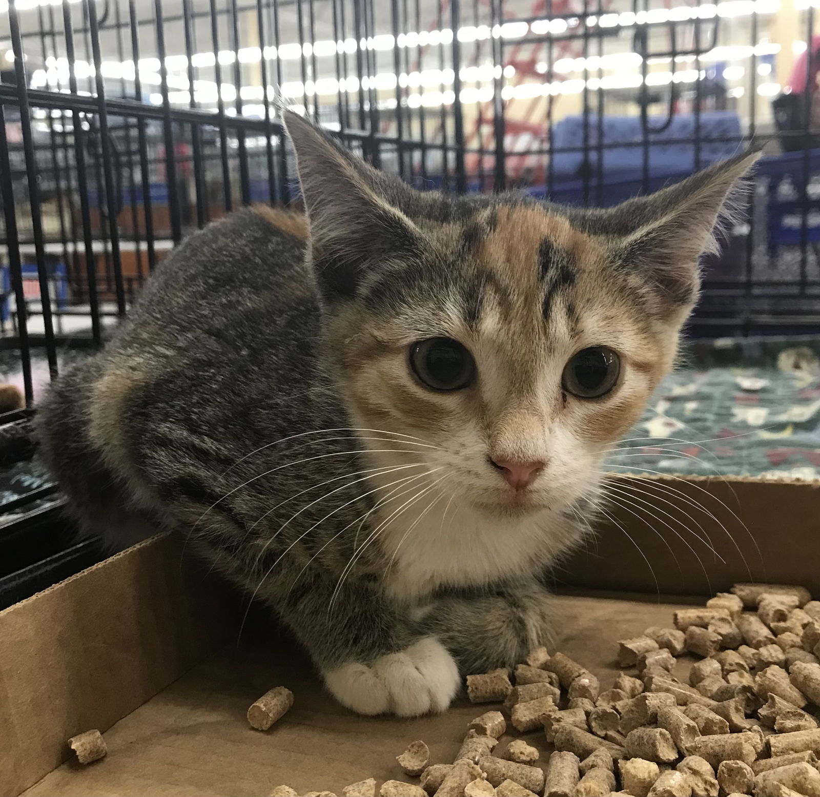 adoptable Cat in Columbia, SC named Elfie