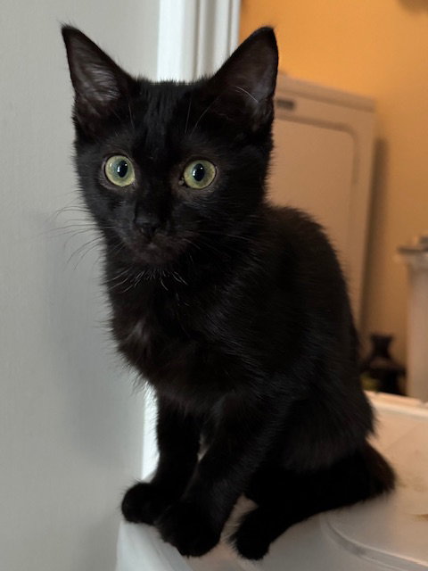 Bernice, an adoptable Domestic Short Hair / Mixed (short coat)