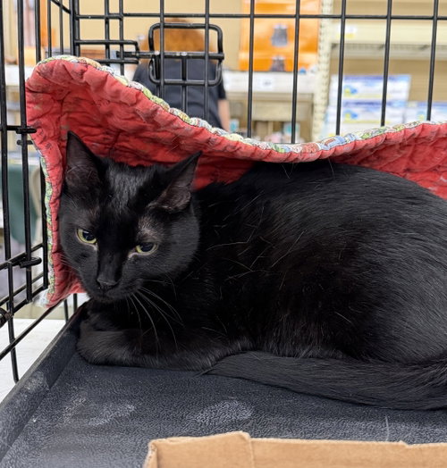 BERNICE - Domestic Short Hair available for adoption