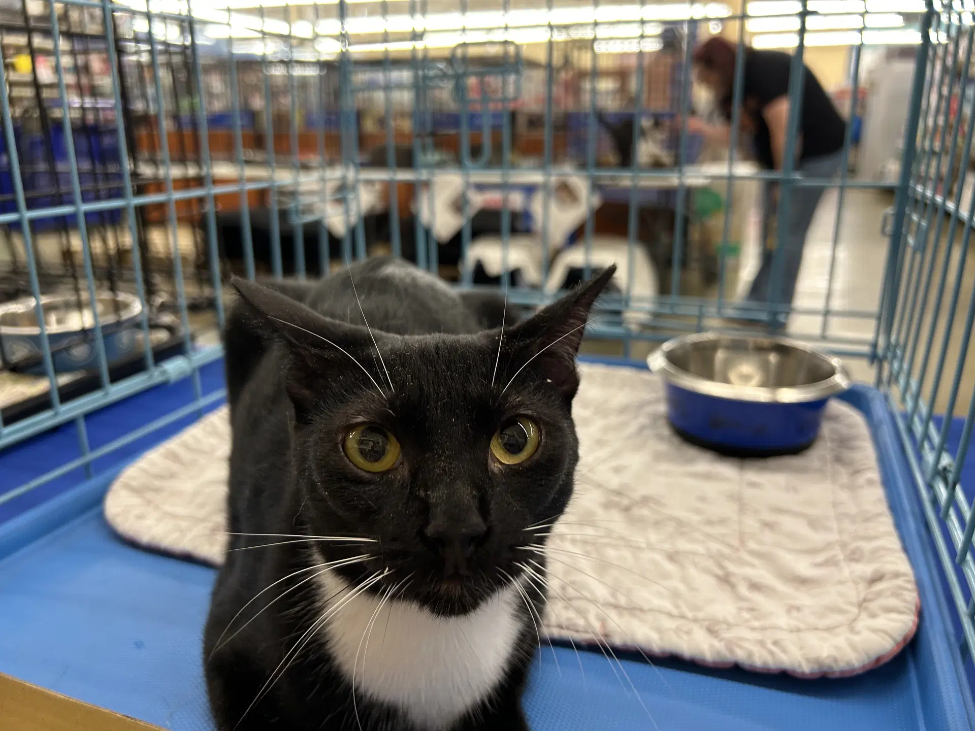 Rosalee - Tuxedo