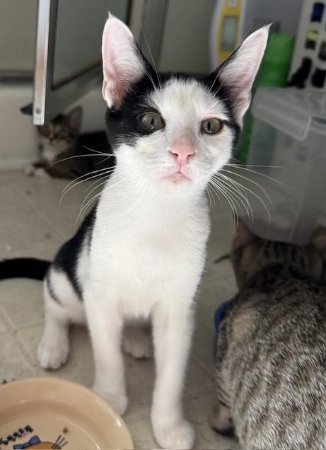 Shadrack, an adoptable Tuxedo / Domestic Short Hair / Mixed (short coat)