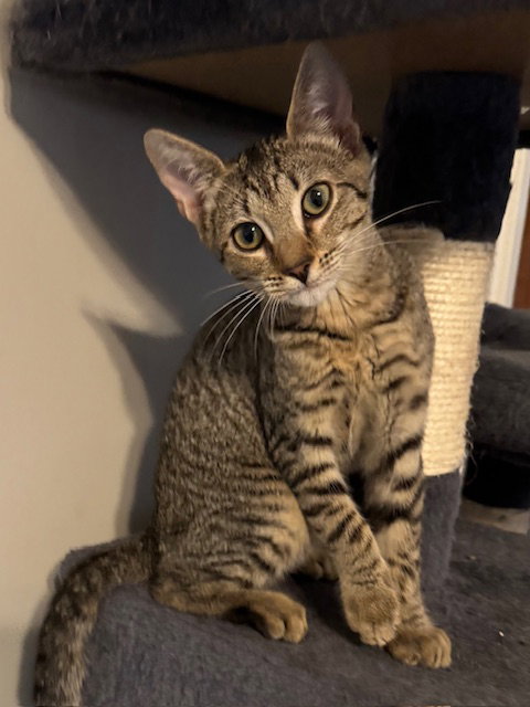 Leona, an adoptable Domestic Short Hair / Tabby / Mixed (short coat)