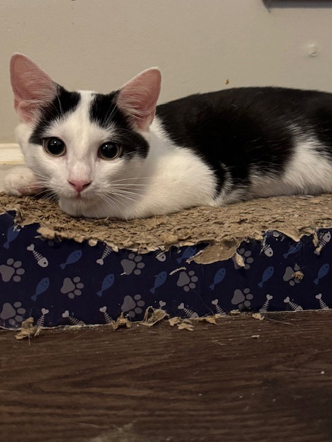 Zara, an adoptable Domestic Short Hair / Mixed (short coat)