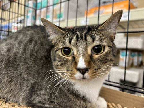 Antonio
