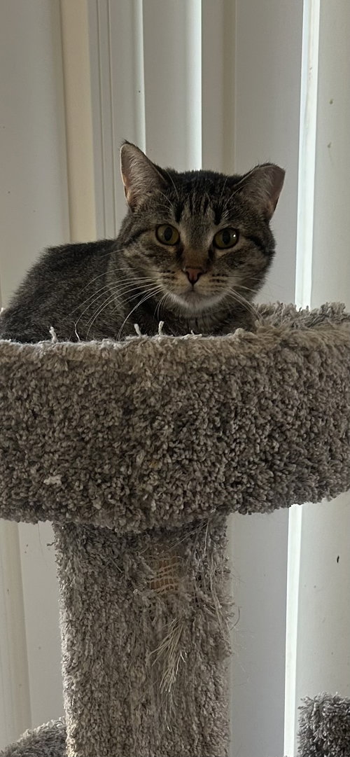 JACKIE - Tabby / Domestic Short Hair available for adoption