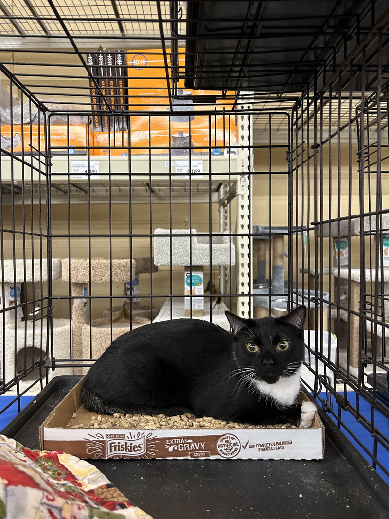 Blevins, an adoptable Tuxedo / Domestic Short Hair / Mixed