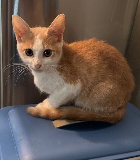 Callahan, an adoptable Tabby / Domestic Short Hair / Mixed (short coat)