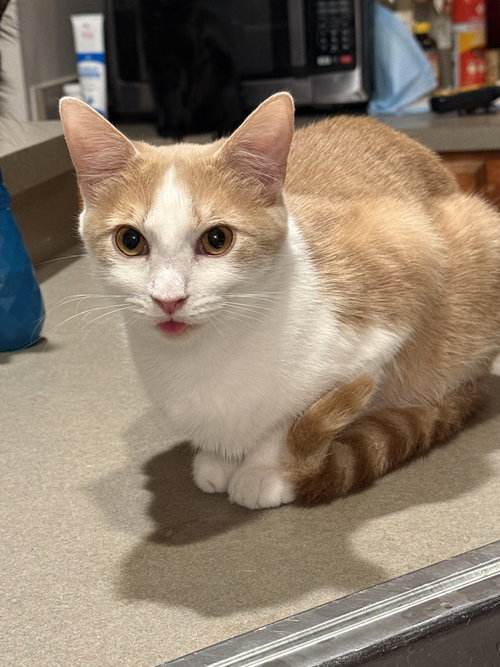 Callahan, an adoptable Tabby in Columbia, SC
