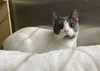 Bosco