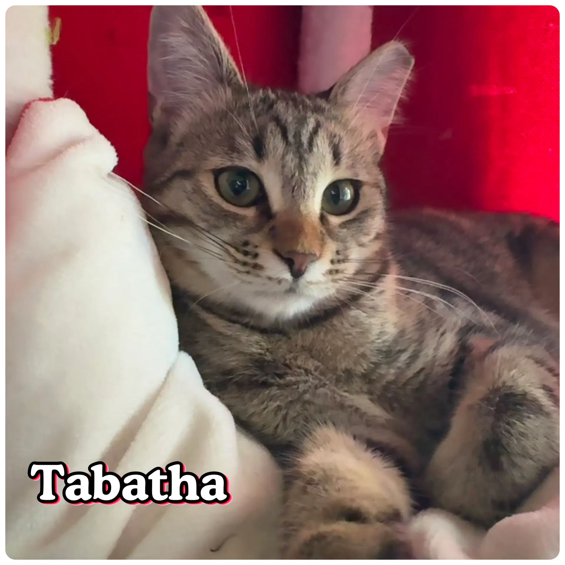 Tabatha image 2
