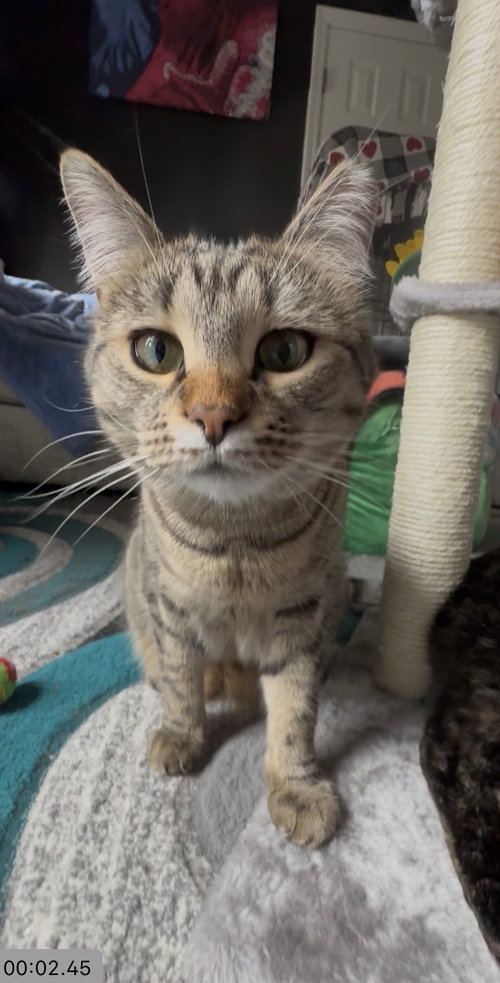 Tabatha, a cat for adoption from Animal Rescue Carolina, Inc.