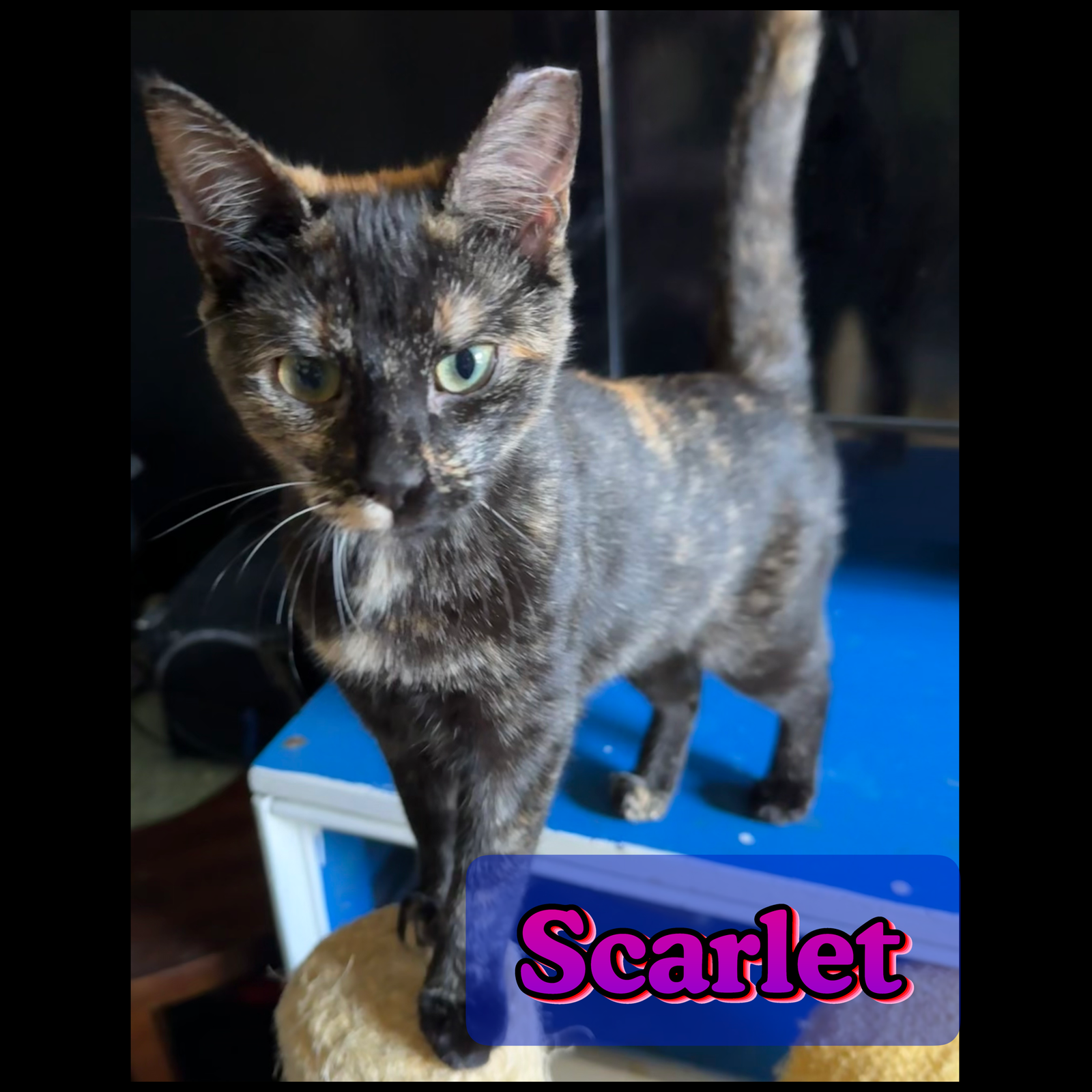 Scarlet