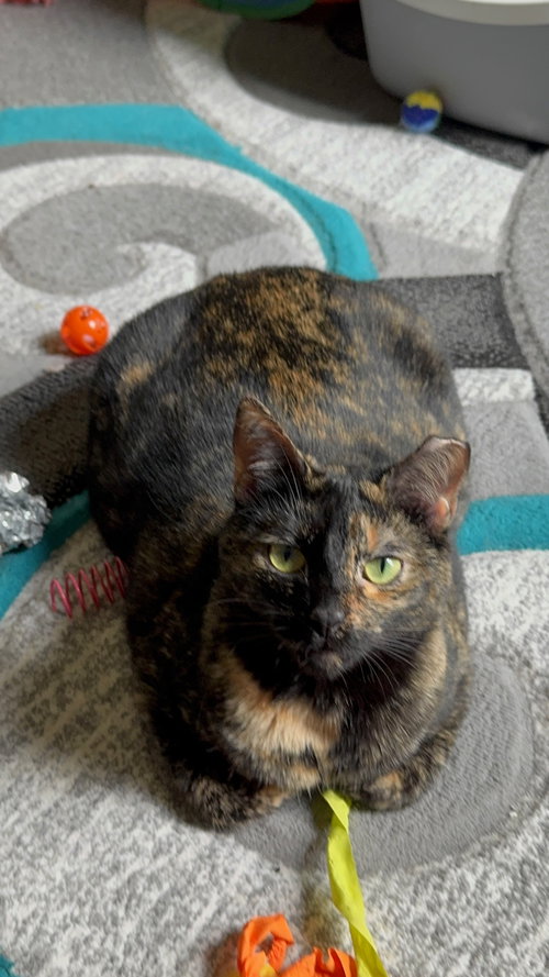 Scarlet, a cat for adoption from Animal Rescue Carolina, Inc.