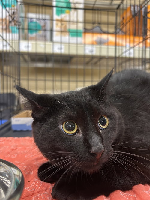 SHADOW - Domestic Short Hair available for adoption