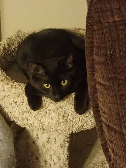 Shadow