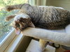 Laurel - Photo 2