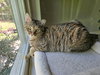 Laurel - Photo 3