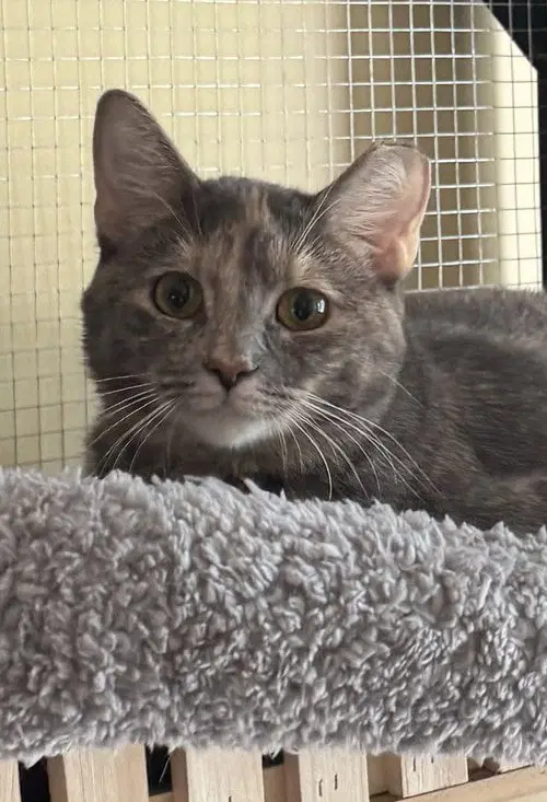 Lilo - Dilute Tortoiseshell