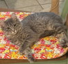 Prunella
