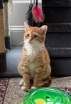 Butterball