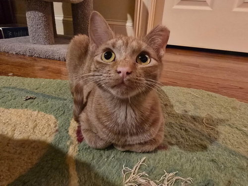 Aoife, an adoptable Tabby in Columbia, SC
