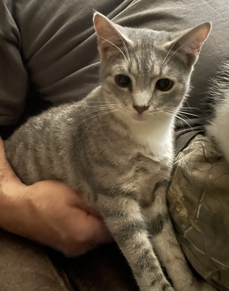 Clarence, an adoptable Tabby / Domestic Short Hair / Mixed (short coat)