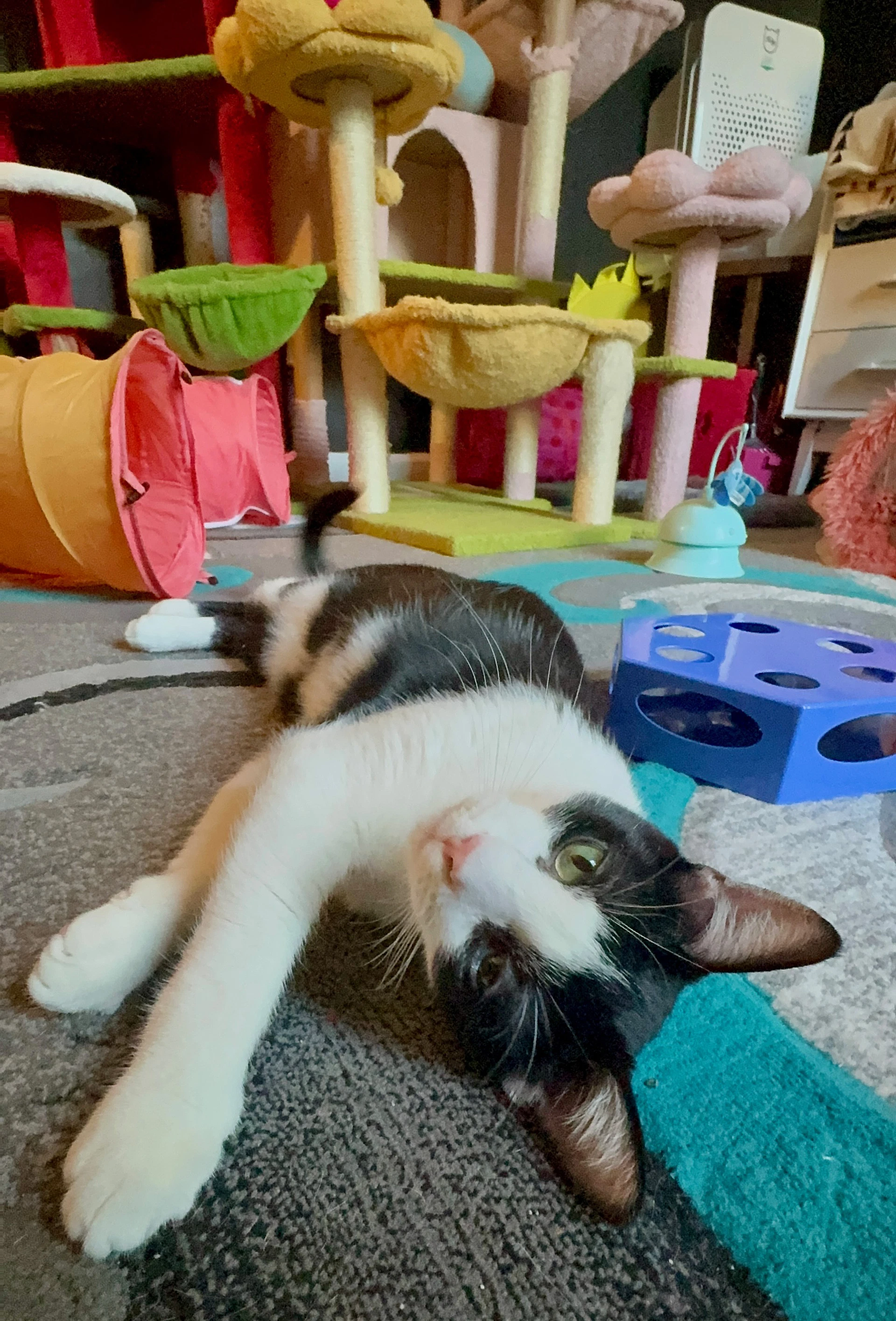 Simba