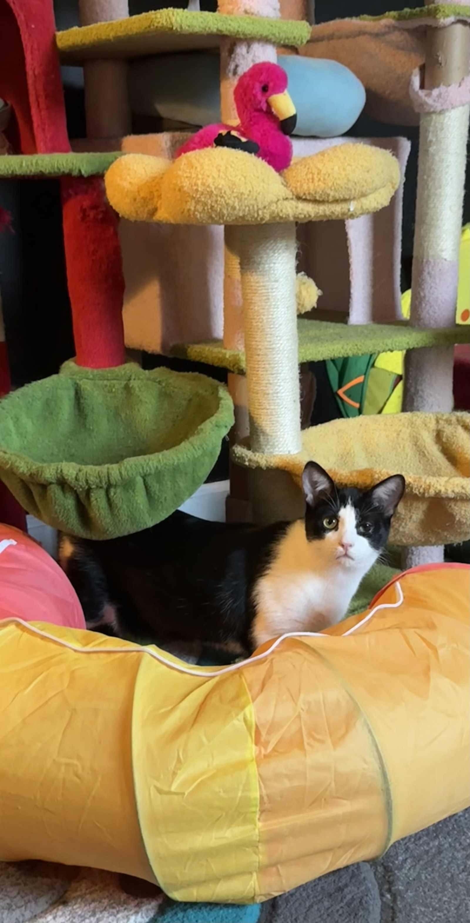 Simba, photo 2