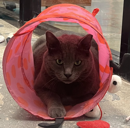 Grezier, Adult Russian Blue / Domestic Short Hair / Mixed (short coat), cat for adoption in Sumter, South Carolina