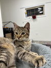 Mocha
