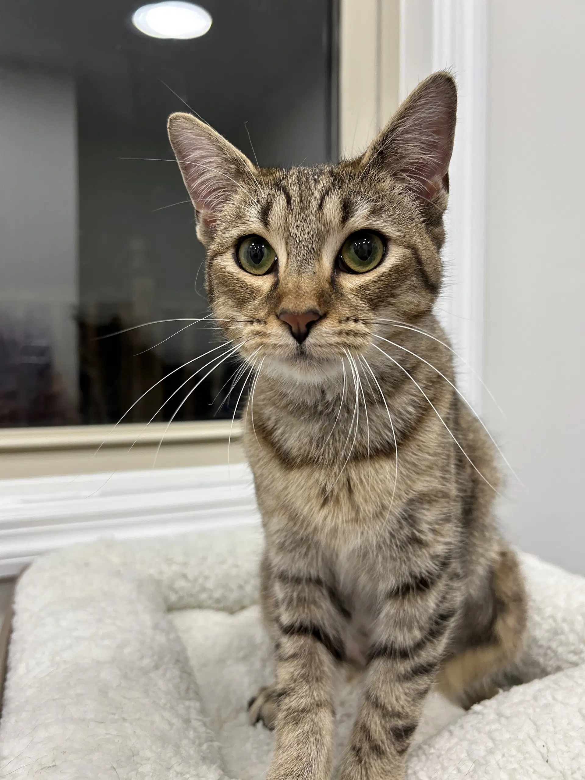 Mocha - Domestic Short Hair
