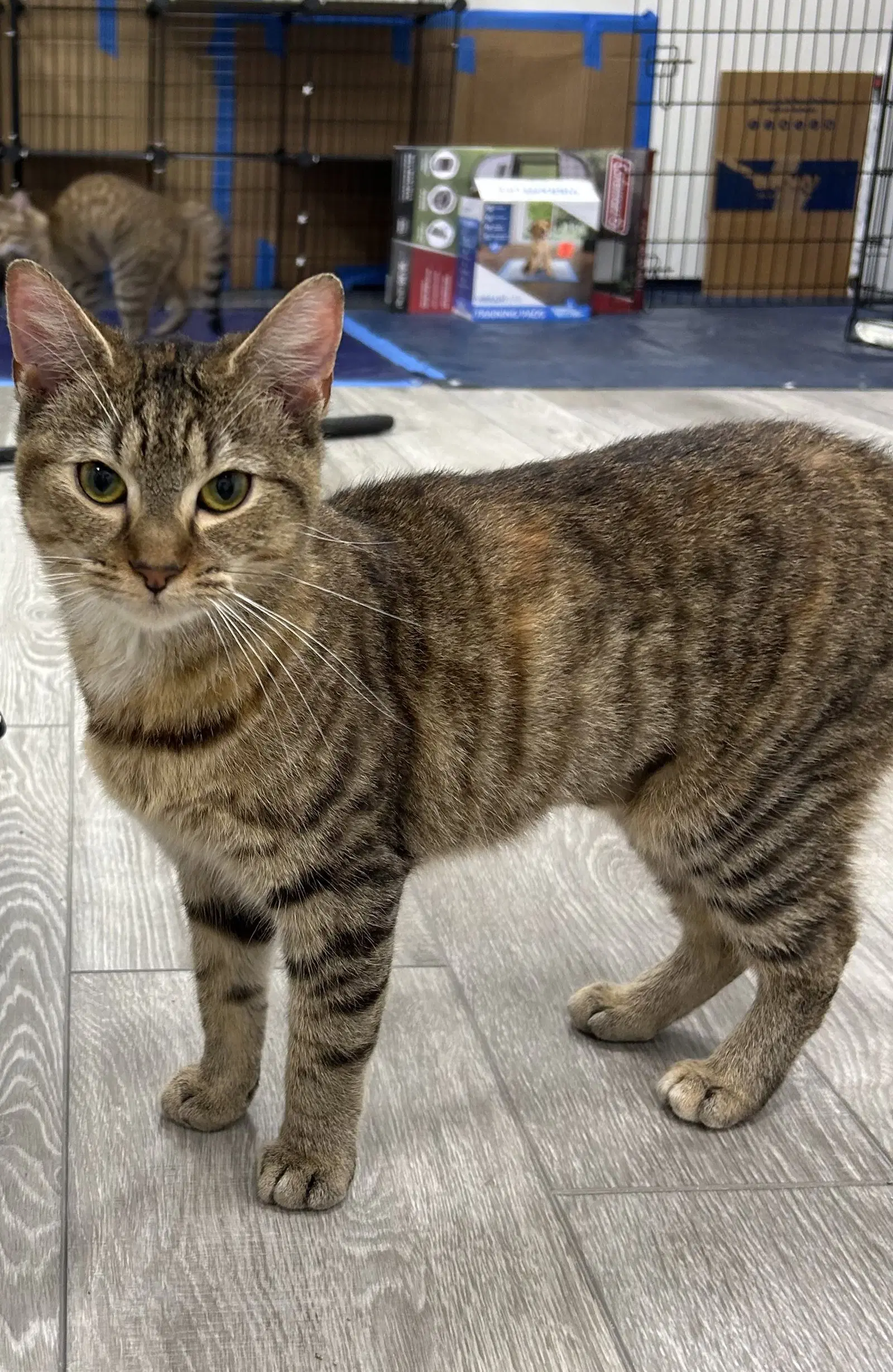 Frappe - Domestic Short Hair