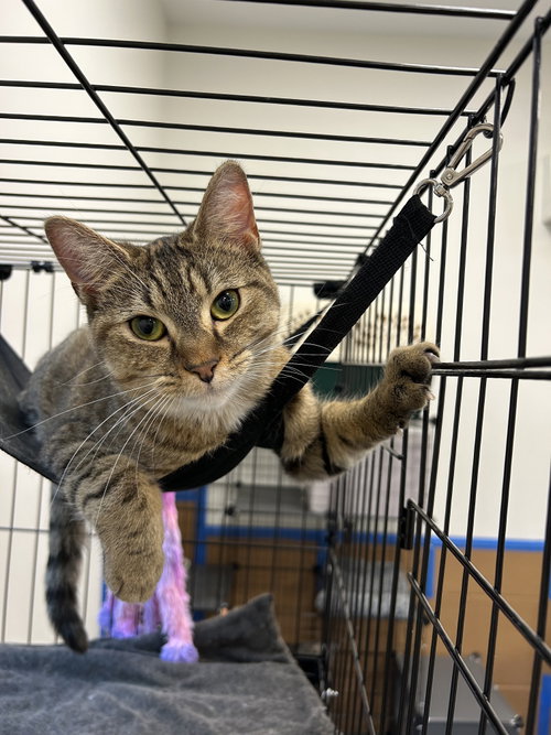 Frappe, a cat for adoption from Animal Rescue Carolina, Inc.
