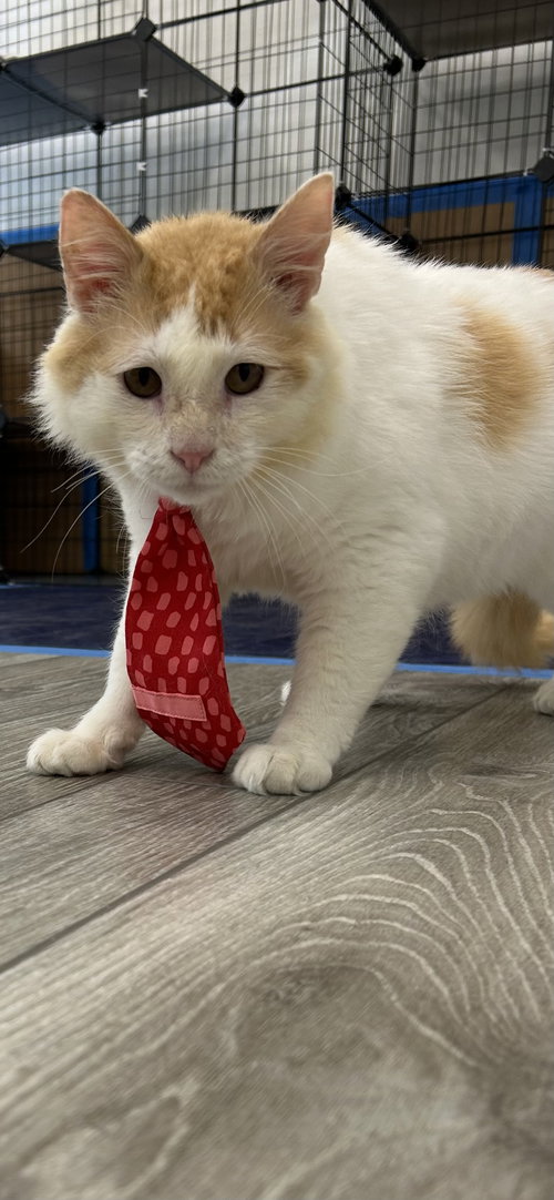 Griffin, Adult Domestic Medium Hair (medium coat), cat for adoption in Sumter, South Carolina