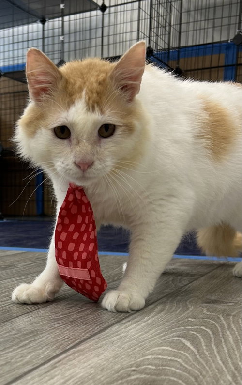 Griffin, Adult Domestic Medium Hair (medium coat), cat for adoption in Columbia, South Carolina