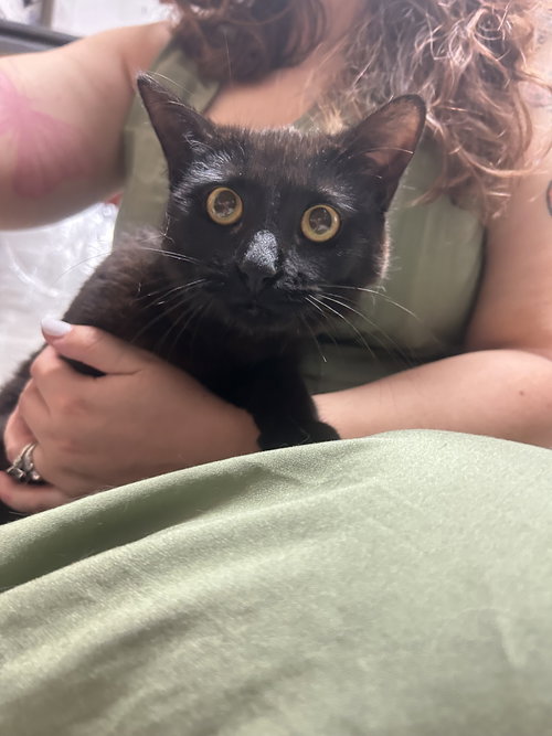 Monty, Young Domestic Short Hair (short coat), cat for adoption in Sumter, South Carolina