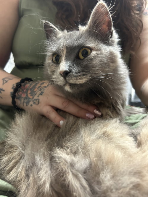 Dove, Young Domestic Medium Hair / Dilute Tortoiseshell / Mixed (medium coat), cat for adoption in Sumter, South Carolina