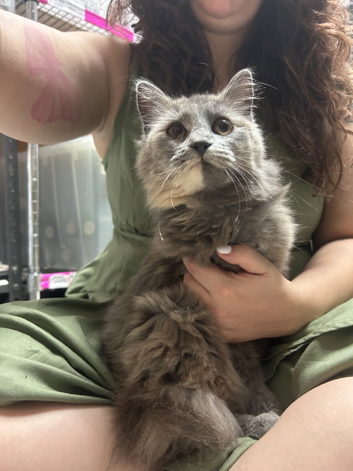 Lavender, Young Domestic Medium Hair / Dilute Tortoiseshell (medium coat), cat for adoption in Sumter, South Carolina