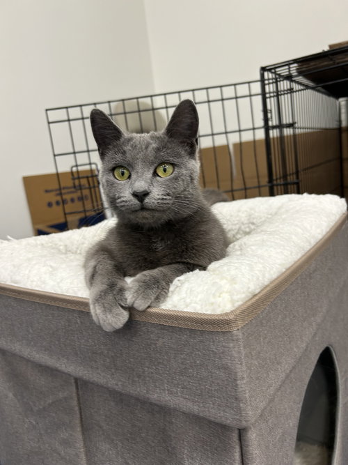 Biscotti, Young Domestic Short Hair / Russian Blue / Mixed (short coat), cat for adoption in Sumter, South Carolina