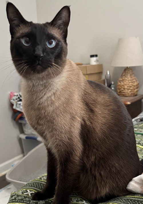 Silas, Adult Siamese (short coat), cat for adoption in Sumter, South Carolina