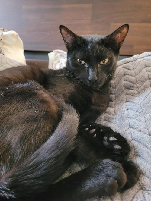 Charcoal, Young Domestic Short Hair (short coat), cat for adoption in Sumter, South Carolina