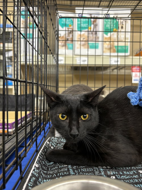 Charcoal, an adoptable Domestic Short Hair in Columbia, SC